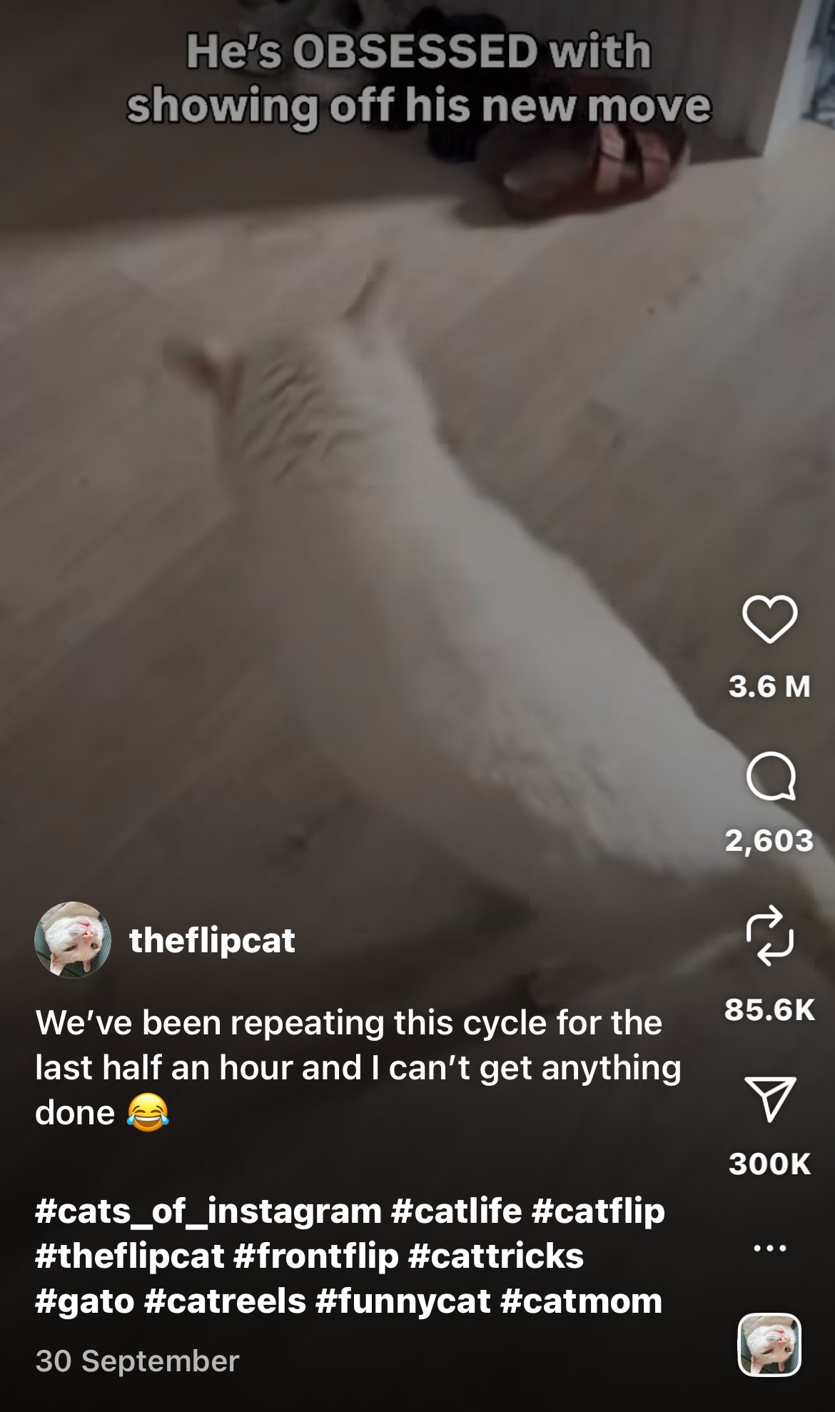 Cat Won't Stop Screaming until Owner Watches its Flip Trick