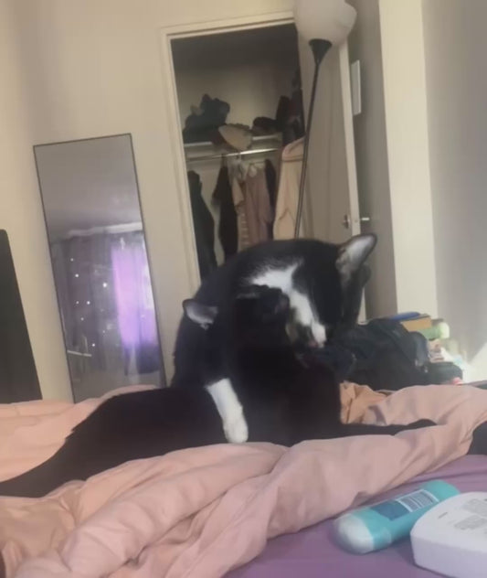 Cat Love Battle: When Grooming Turns Competitive