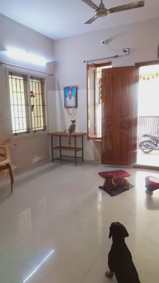 Heartbroken Cat Mourns its Late Owner