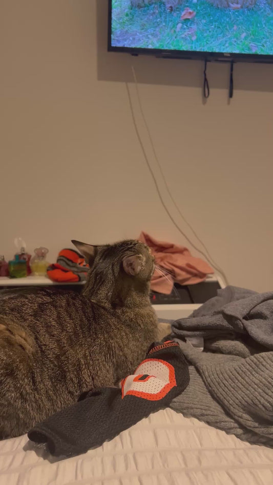 Cat Rolls Eyes at Owner