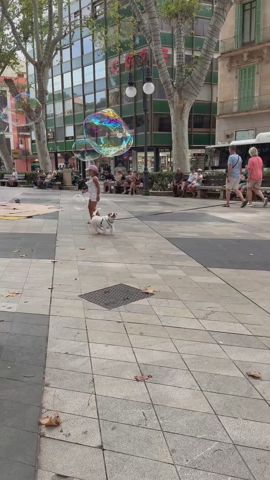 Dog Plays with Bubbles in the Street