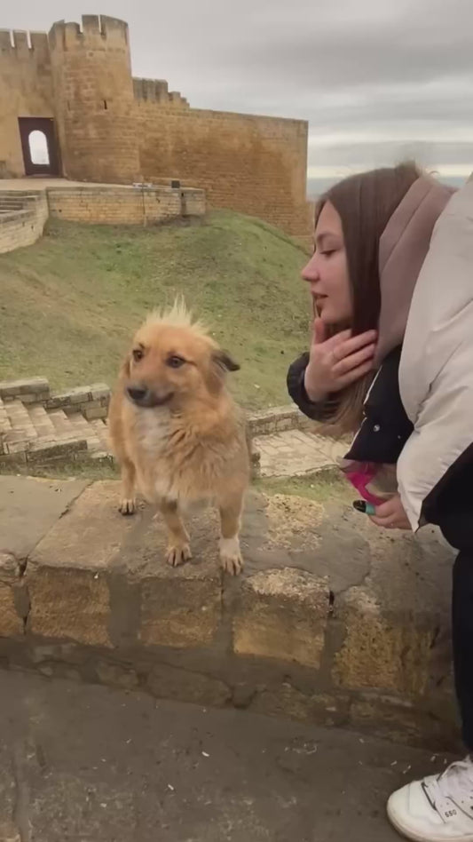 Camerawoman Falls Off a Ledge While Filming a Dog