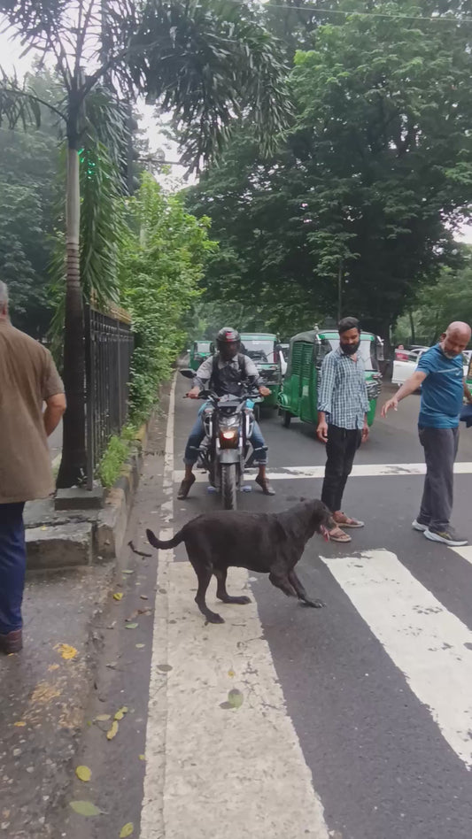 Man Stops Traffic to Help Disabled Dog Cross the Road
