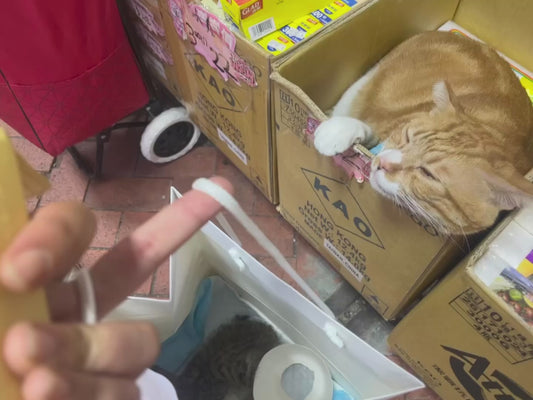 Cat Falls Over After Seeing a Kitten