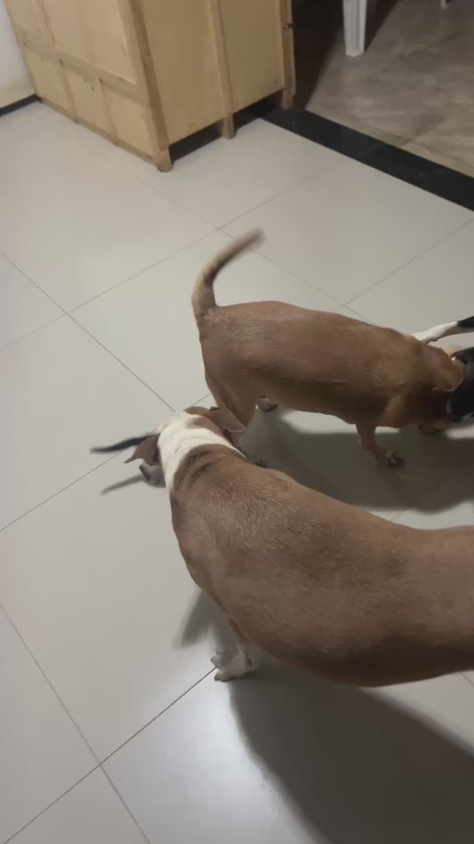 Kitten Singlehandedly Takes on a Large Group of Dogs