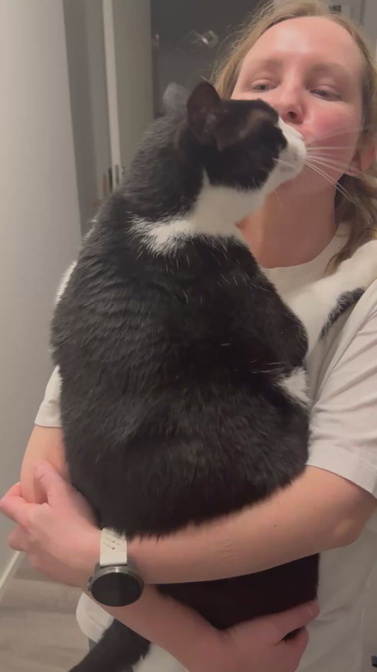 Big Cat Melts into Owner’s Arms for Kisses and Cuddles