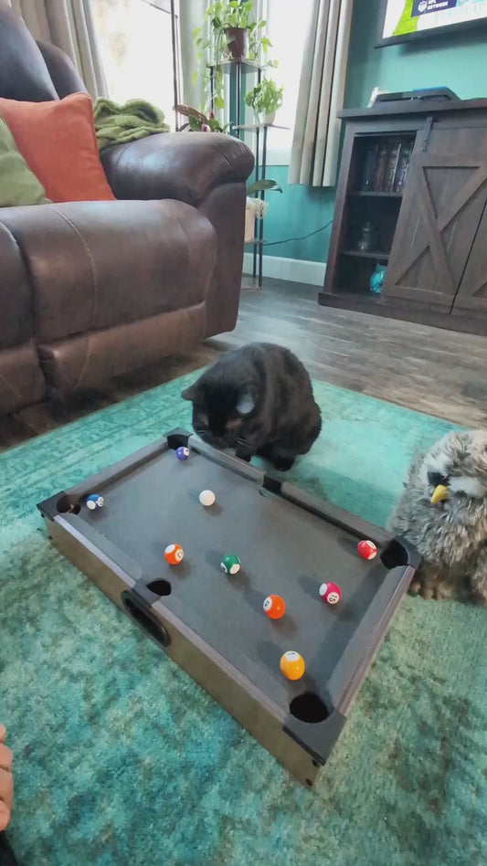 Cat Discovers Hidden Talent for Playing Pool