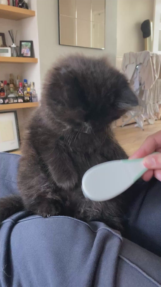 Kitten's Reaction to Being Groomed for the First Time