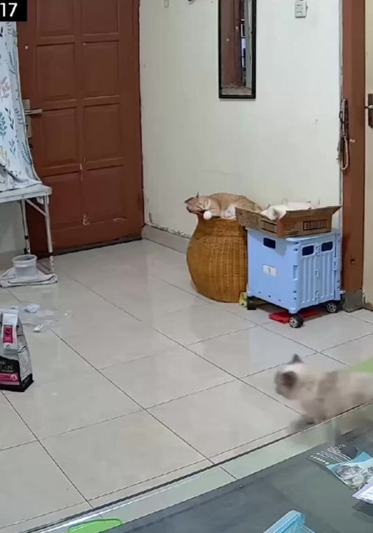 Cat Lies on the Floor Like He Just Finished a 16 Hour Shift