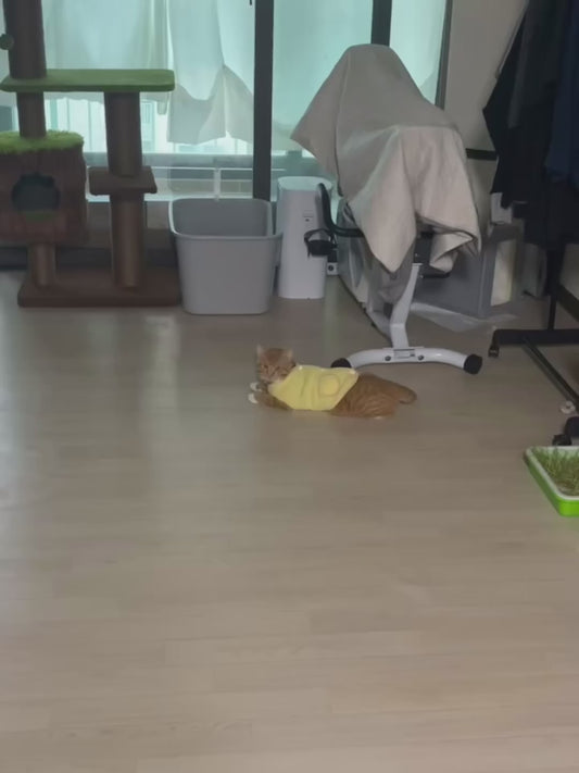 Cat Rolls Across the Floor Every Time It Hears Water Pouring
