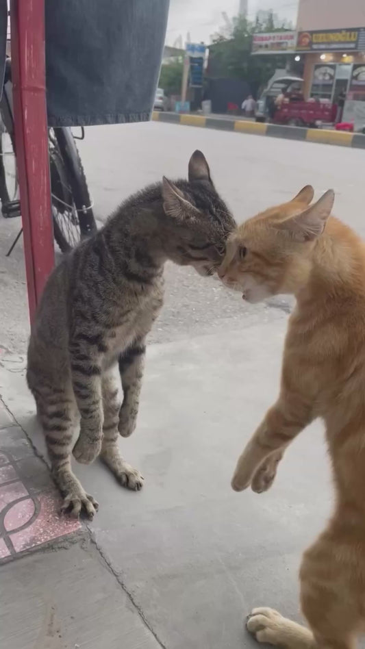 Two Cats Face Off in Hilarious Street Standoff