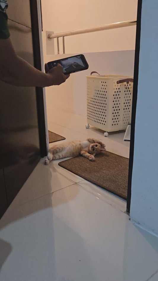 Adorable Cat Blocks Doorway