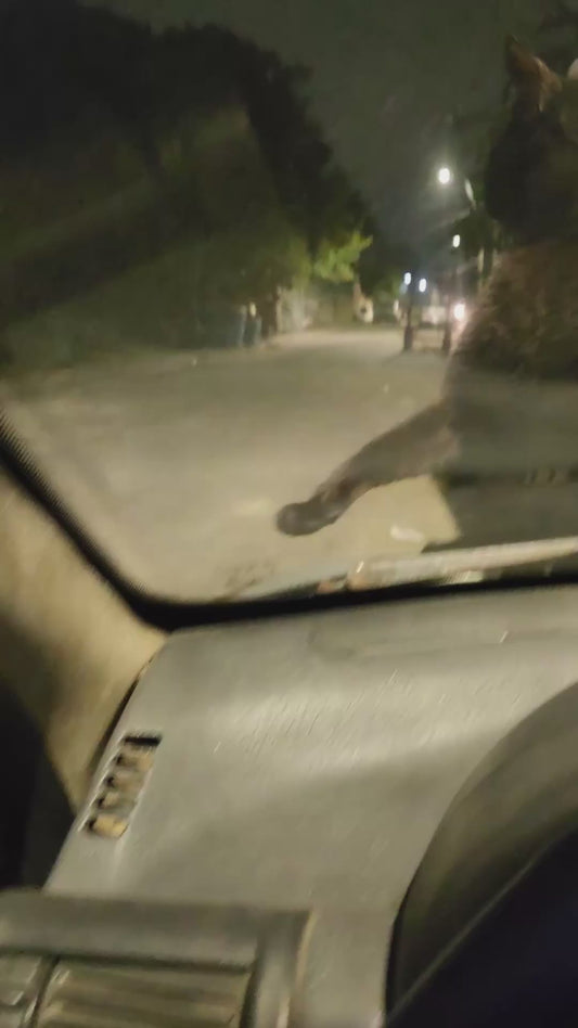 Cat Acting Silly on Windscreen of Car