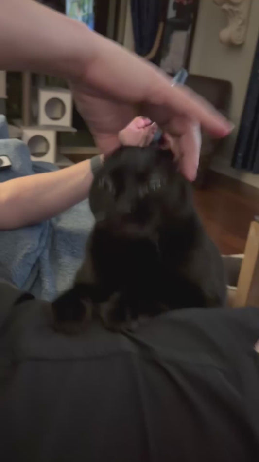 Cat Absolutely Loves Having Her Ears Rubbed