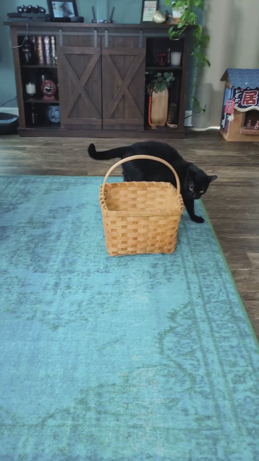 Cat Performs a Dance in Hopes of Receiving Treats