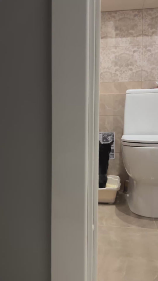 Cat Reads Newspaper While Using the Toilet