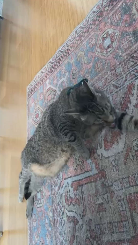 Cat's Reaction to Owner Returning From 5 Day Trip