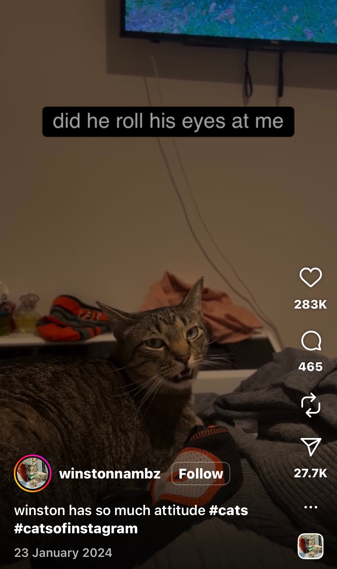 Cat Rolls Eyes at Owner
