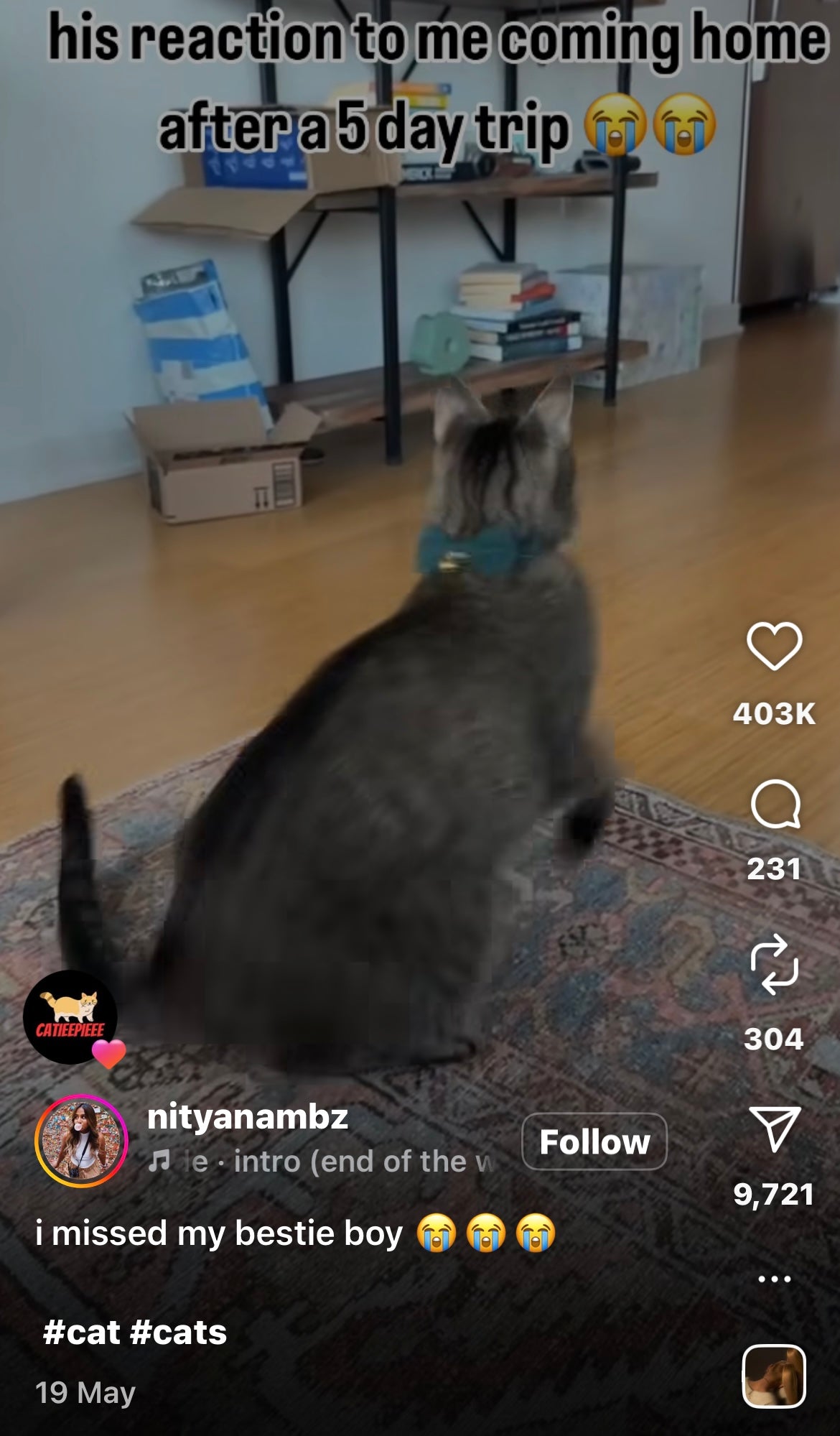 Cat's Reaction to Owner Returning From 5 Day Trip