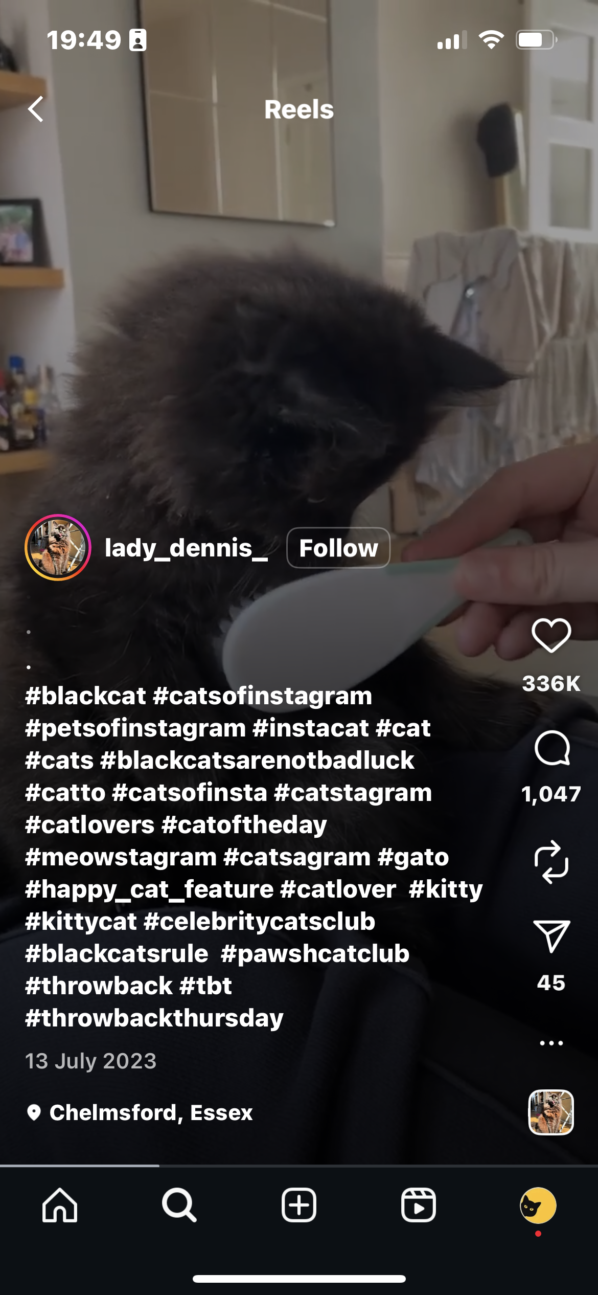 Kitten's Reaction to Being Groomed for the First Time