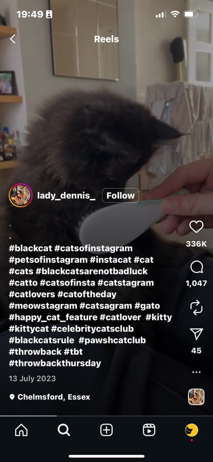 Kitten's Reaction to Being Groomed for the First Time