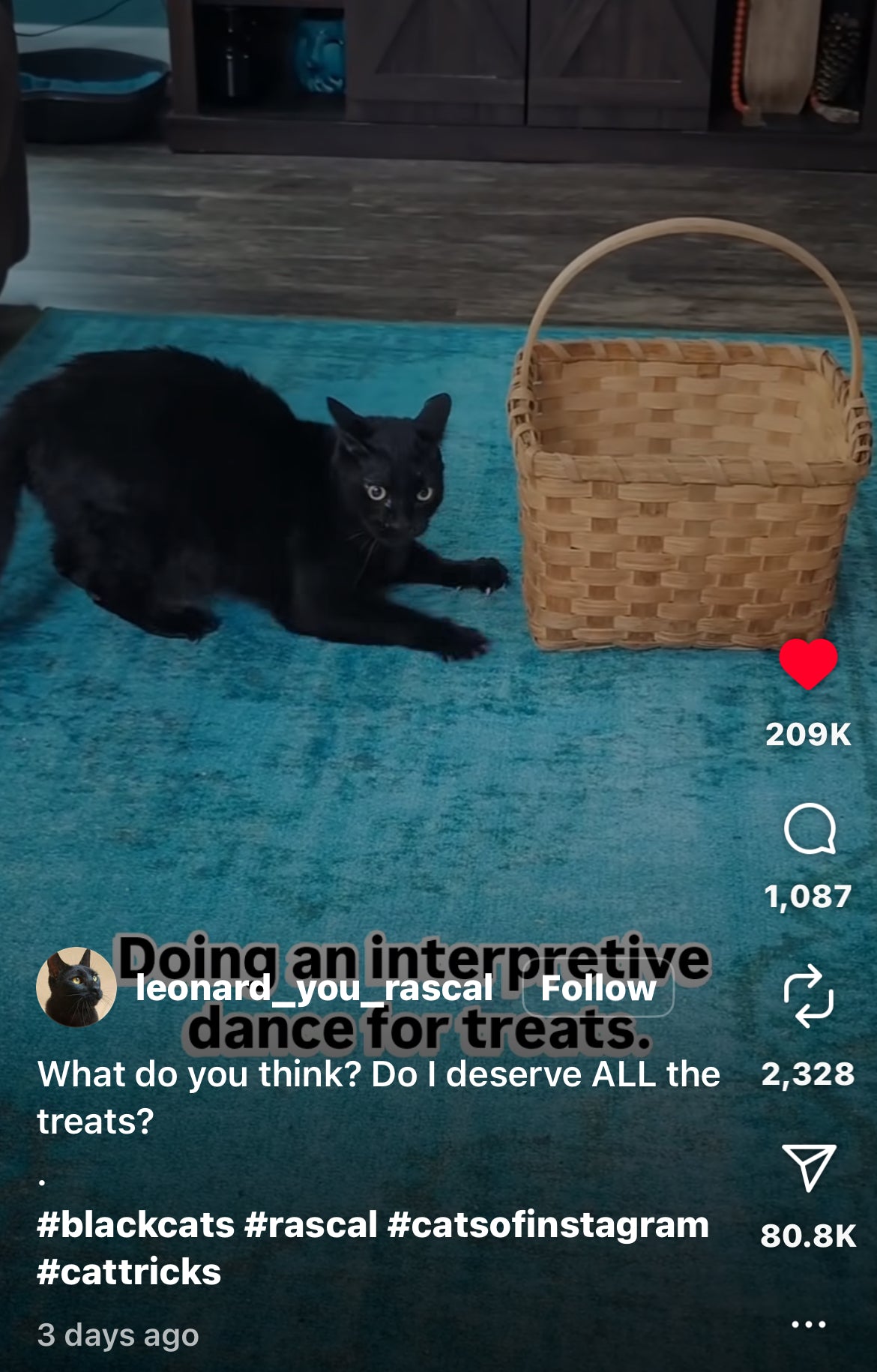 Cat Performs a Dance in Hopes of Receiving Treats