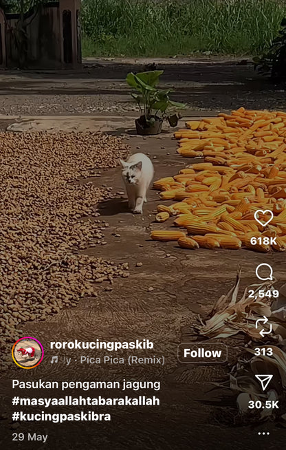 Cat Acts as Security Guard on Grandma's Farm