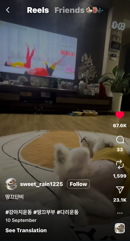 Dog Follows Along to a Workout on the TV