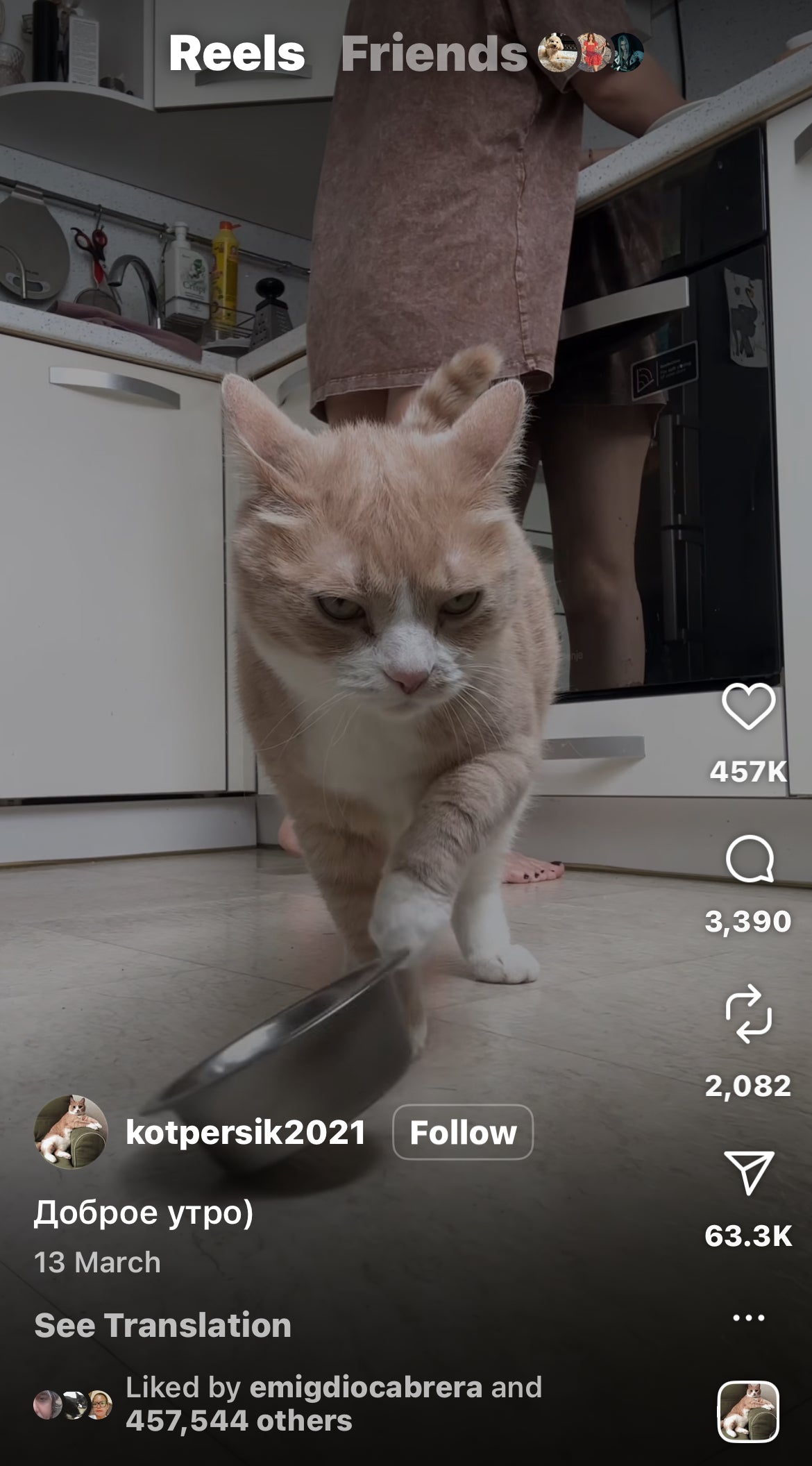 Cat Shakes Bowl to let Owner Know it's Hungry