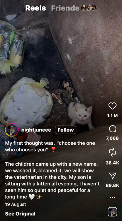 Woman Rescues a Cat From a Dumpster