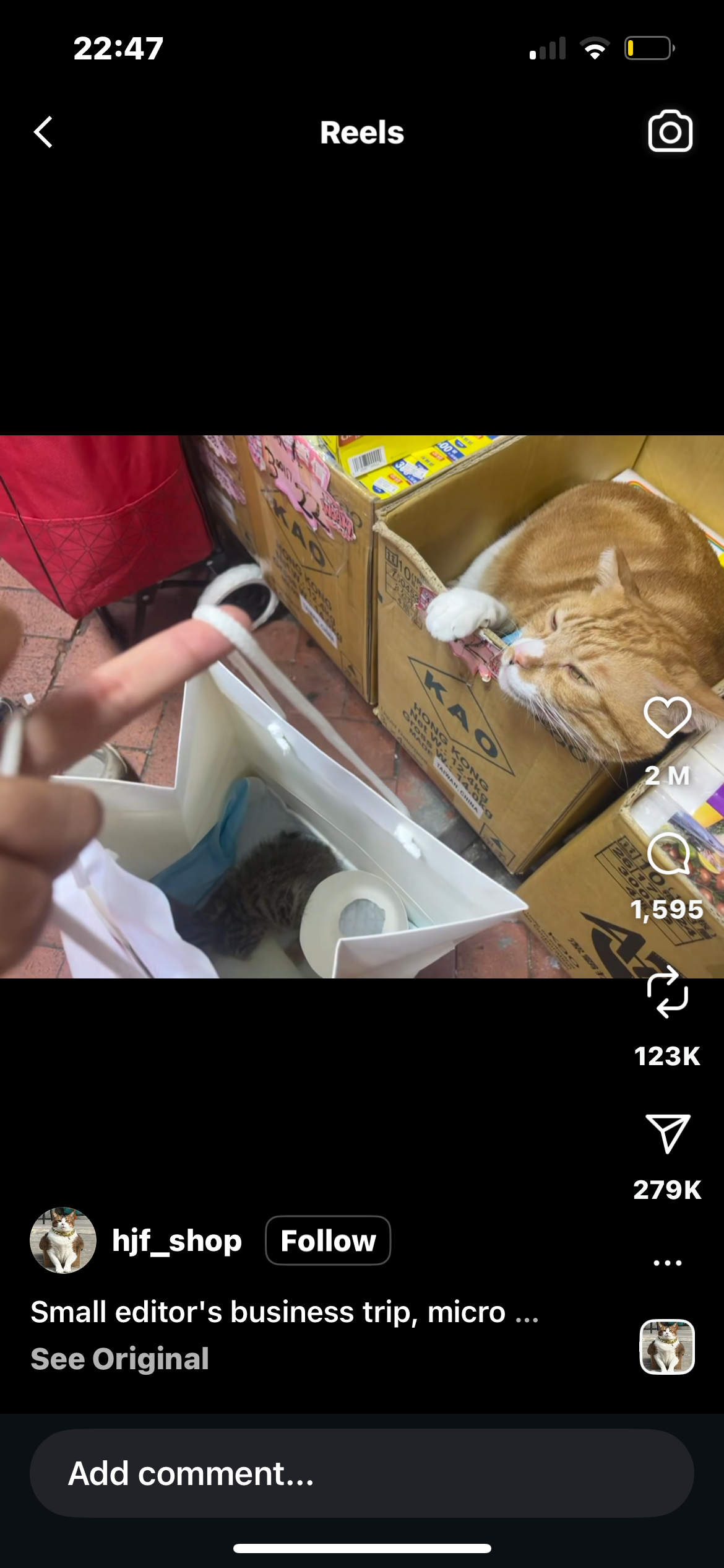 Cat Falls Over After Seeing a Kitten