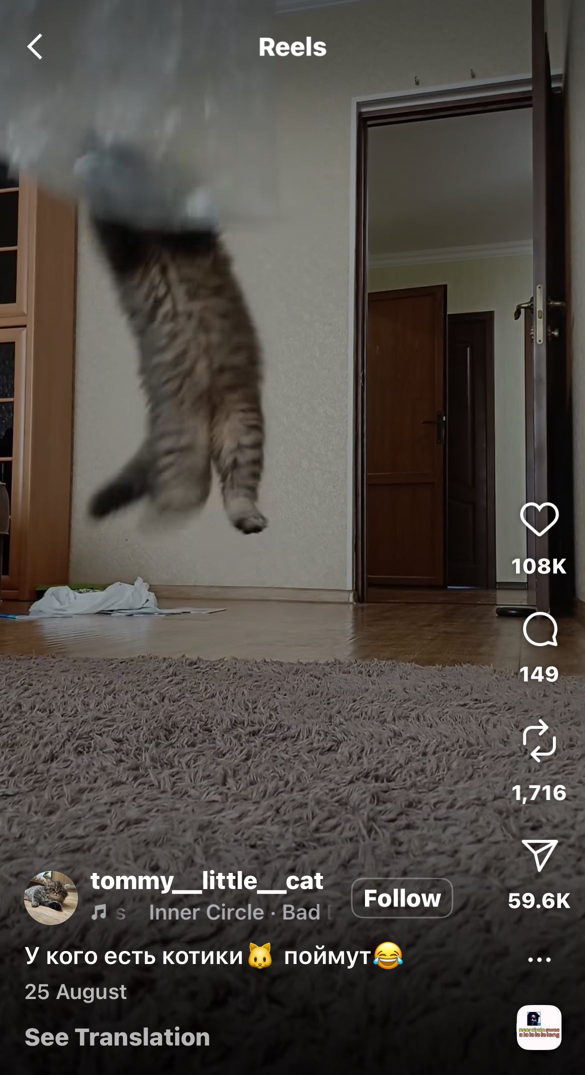 Kitten Jumping up to Catch Plastic Bags