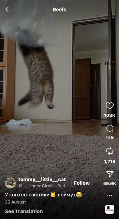 Kitten Jumping up to Catch Plastic Bags