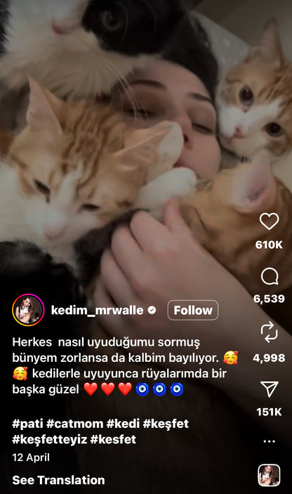 Woman Gets Buried Under Cuddles from Kittens and Cats