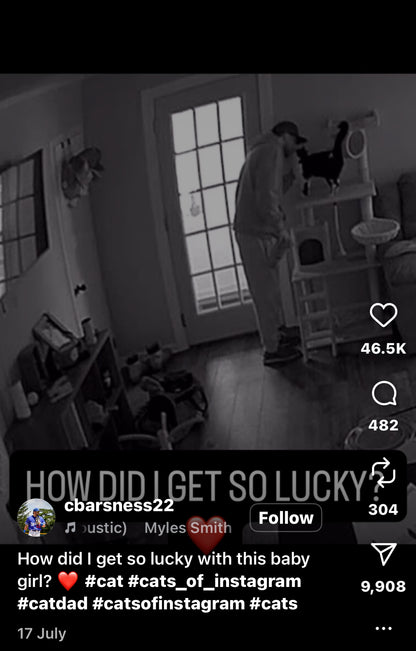 Cat Says Goodbye to Owner Every Morning with a Kiss