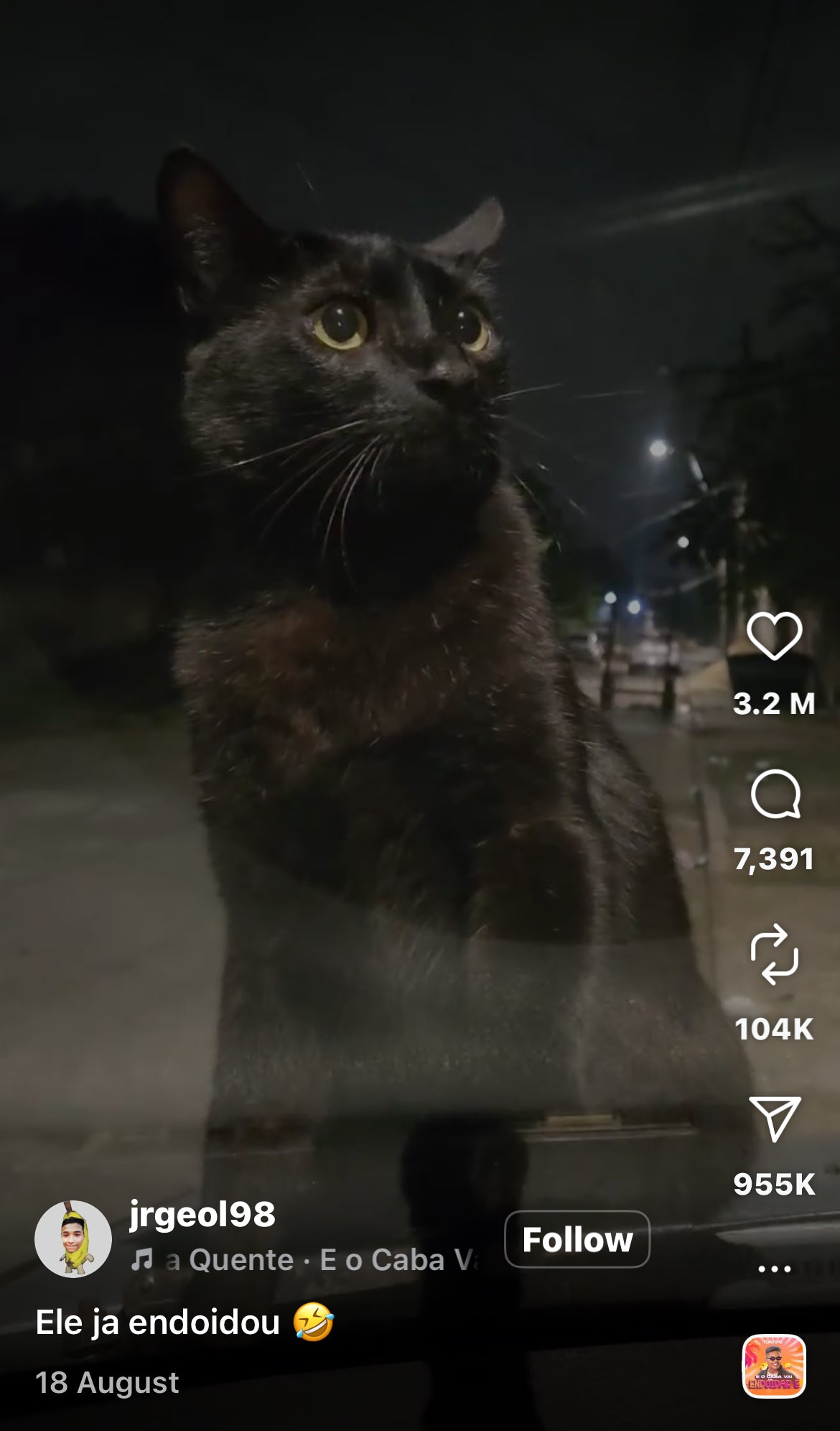 Cat Acting Silly on Windscreen of Car