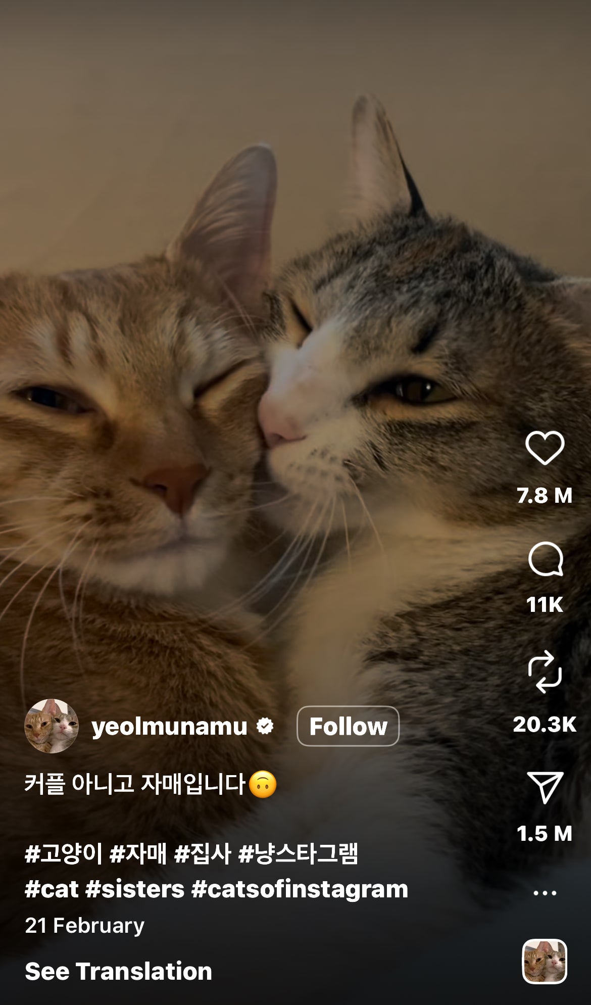 Two Cats Cuddle Each Other Like Humans