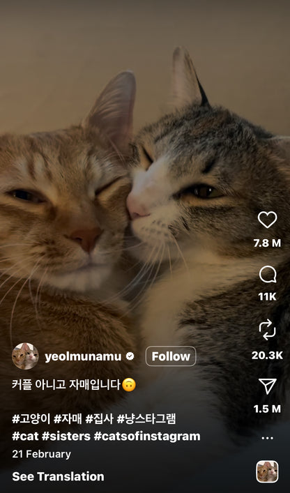 Two Cats Cuddle Each Other Like Humans