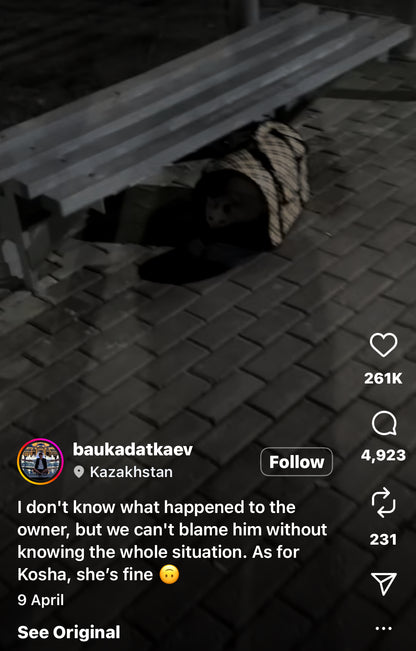 Man Finds and Rescues an Abandoned Kitten at a Bus Stop