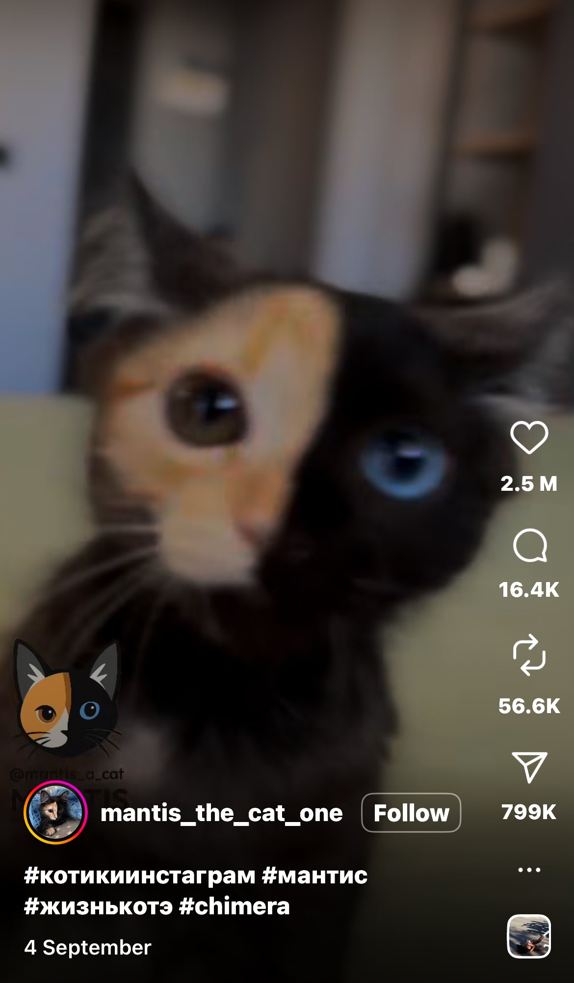 Chimera Cat with Two-Toned Face and Different Coloured Eyes