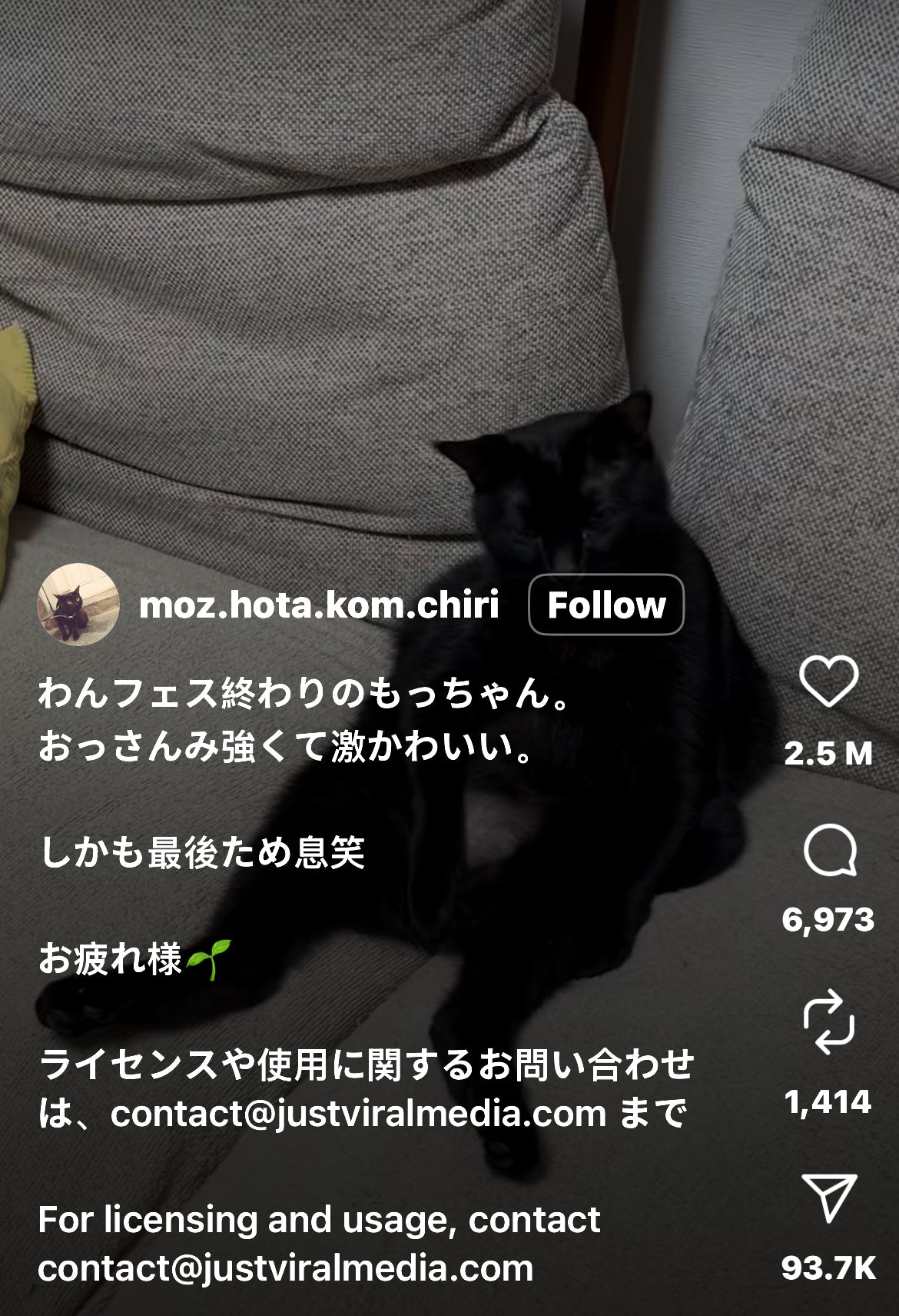 Cat Sitting on the Couch like he Pays the Bills