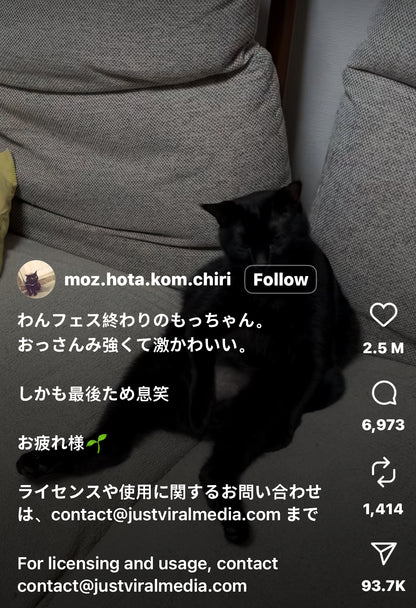 Cat Sitting on the Couch like he Pays the Bills