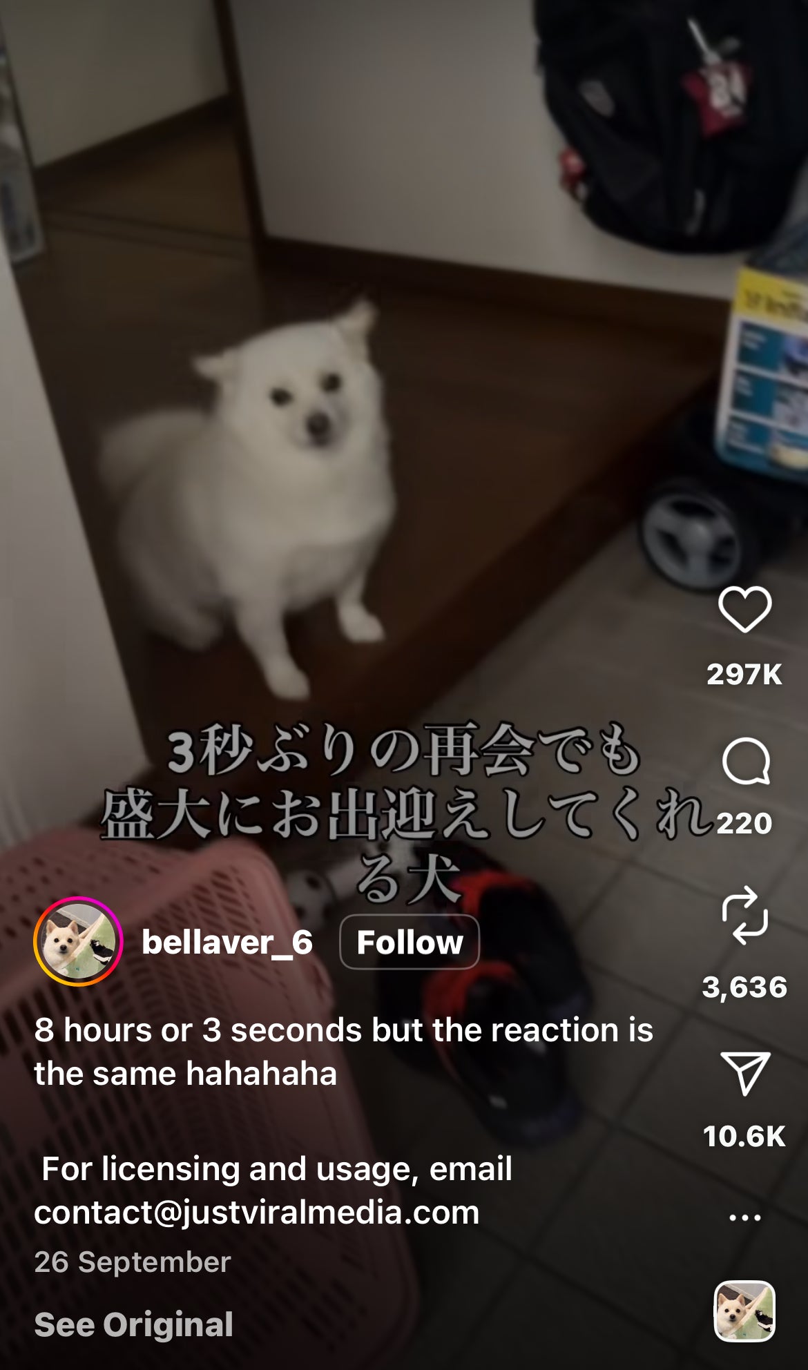 Dog Greets Owner Like it’s been Forever — Even After Just Three Seconds