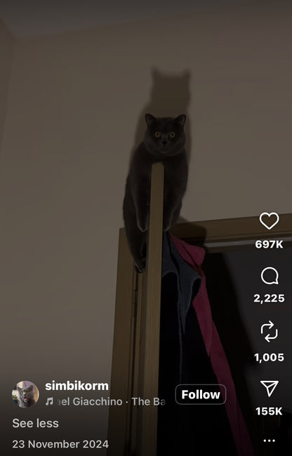 Cat Sits Eerily on top of Door