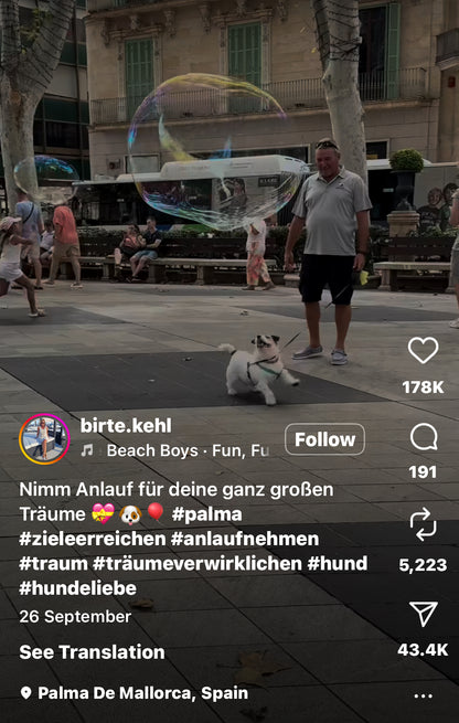 Dog Plays with Bubbles in the Street