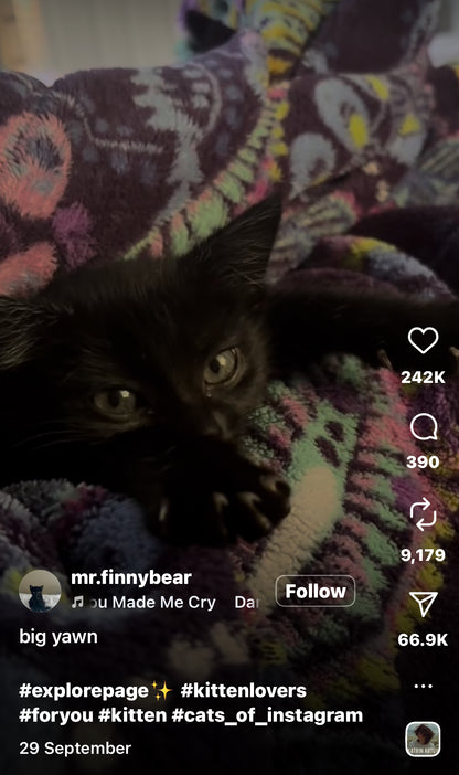 Black Kitten lets out the Most Adorable Yawn