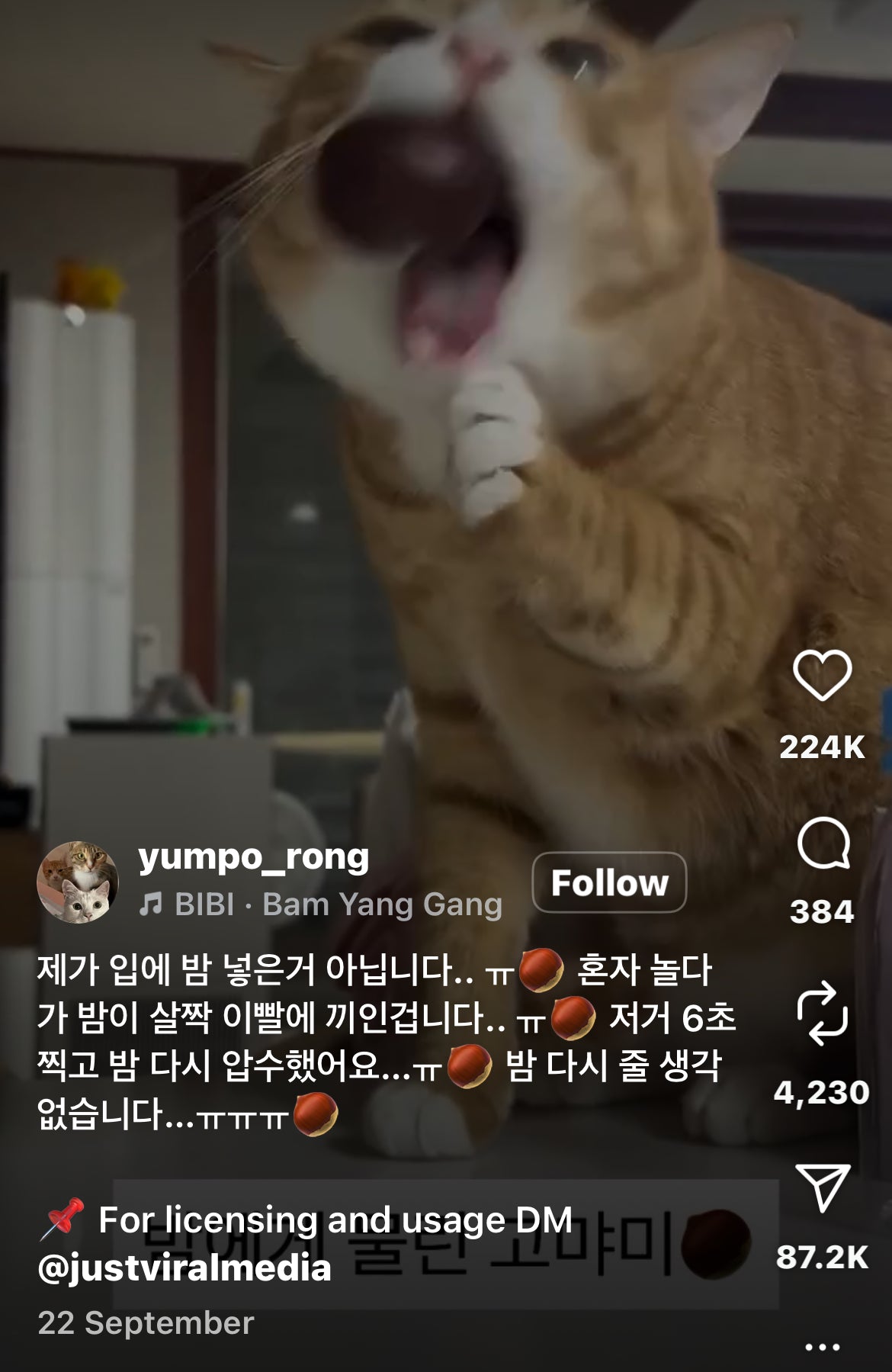 Cat Hilariously gets Food Stuck on Tooth