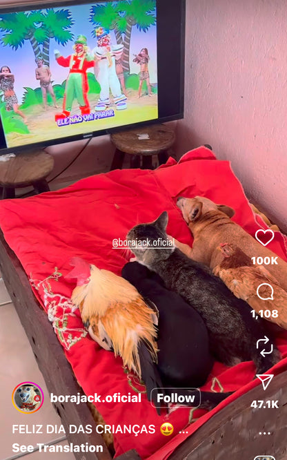 Adorable Group of Animals Watch TV Together