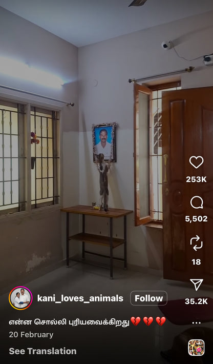 Heartbroken Cat Mourns its Late Owner