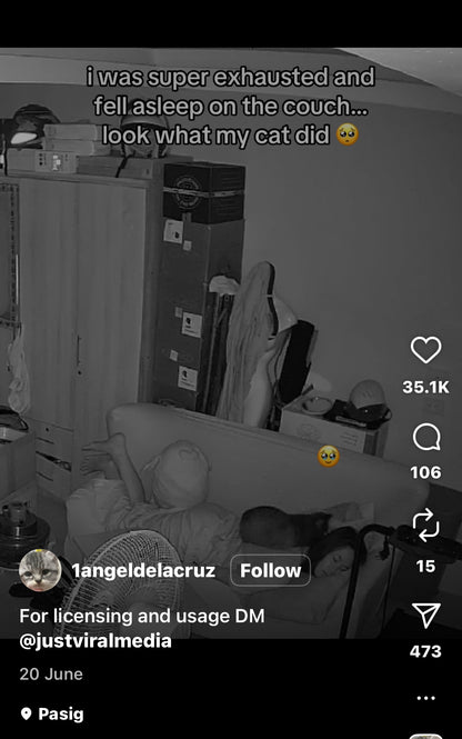 Cat Looks After Tired Owner who Fell Asleep on the Couch